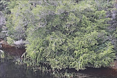 Lagarostrobos franklinii