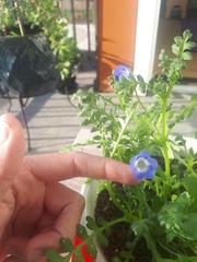Nemophila menziesii