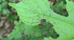 Leiobunum aldrichi