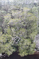 Lagarostrobos franklinii