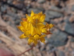 Listia bainesii