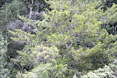 Lagarostrobos franklinii