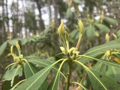 Mycosphaerella colorata