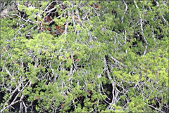 Lagarostrobos franklinii