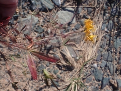 Listia bainesii