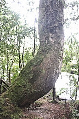 Lagarostrobos franklinii