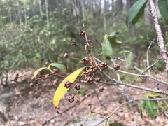 Mycosphaerella colorata