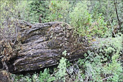 Lagarostrobos franklinii