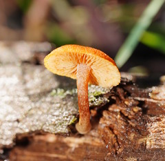 Gymnopilus ferruginosus