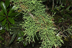 Lagarostrobos franklinii