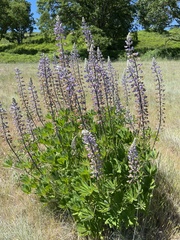 Lupinus oreganus