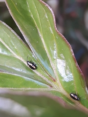 Phyllotreta striolata