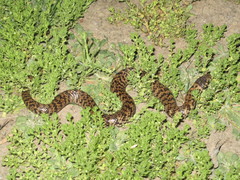 De Vis Banded Snake photo 2