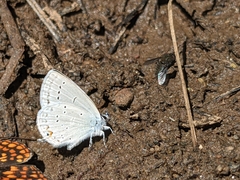Cupido amyntula