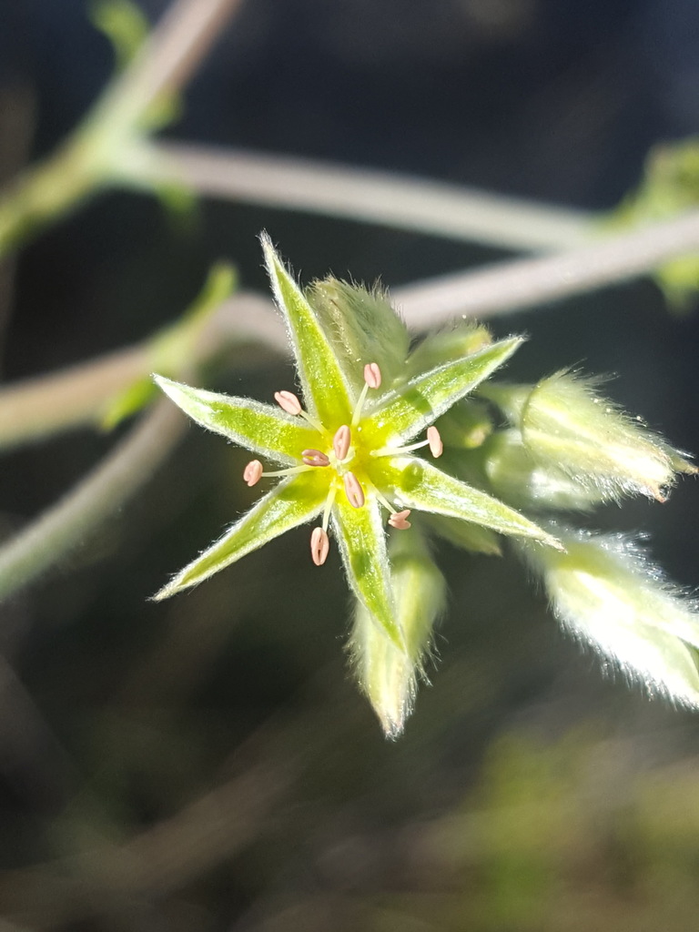 Scrub Buckwheat