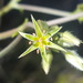 Eriogonum floridanum - Photo (c) Alex Abair,  זכויות יוצרים חלקיות (CC BY-NC), הועלה על ידי Alex Abair