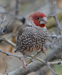 Amadina erythrocephala