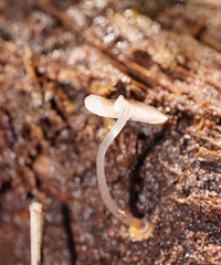 Mycena carmeliana