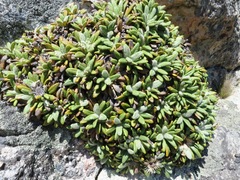 Oldenburgia paradoxa