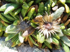 Oldenburgia paradoxa