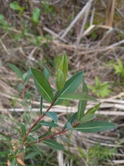 Salix pedicellaris