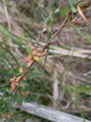 Salix pedicellaris