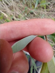 Salix pedicellaris