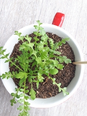 Nemophila menziesii