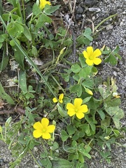 Oxalis