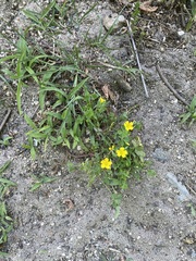 Oxalis