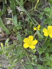 Oxalis