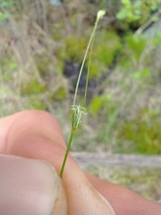 Carex trisperma