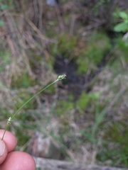 Carex trisperma
