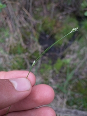 Carex trisperma