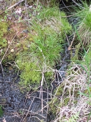 Carex trisperma