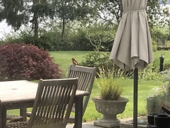 Haemorhous purpureus