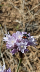 Anastrangalia laetifica