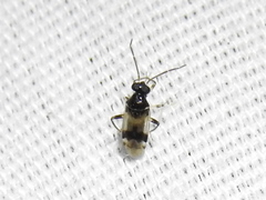 Eustictus