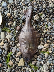 Citharichthys sordidus