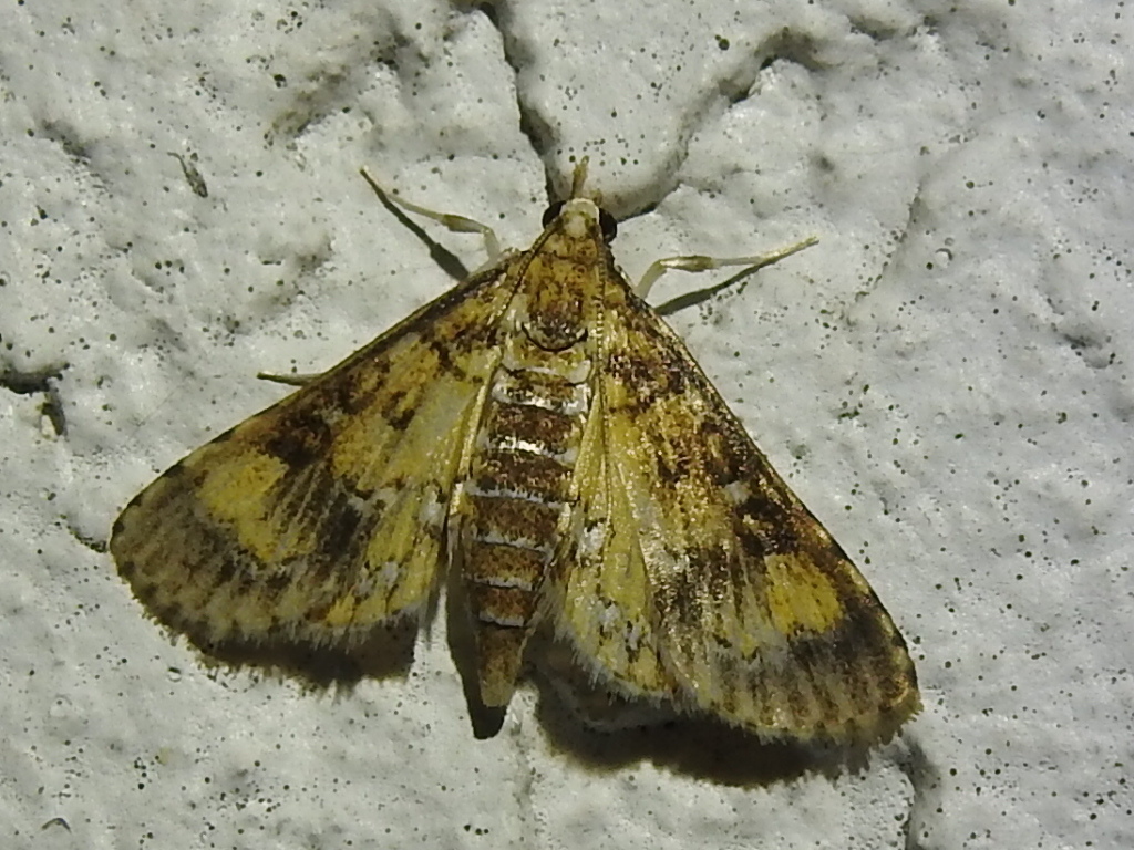 Water Hyacinth Moth