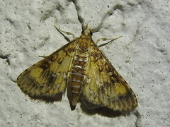 Niphograpta albiguttalis
