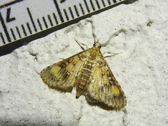 Niphograpta albiguttalis
