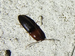 Anchastus bicolor