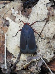 Kalidasa nigromaculata