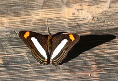 Adelpha iphiclus