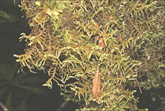 Lepicolea scolopendra