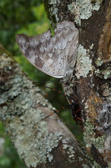 Archaeoprepona demophoon