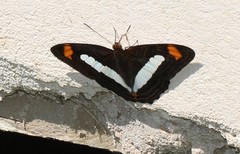 Adelpha iphiclus