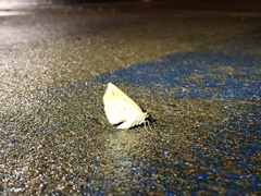 Hemeroplanis scopulepes