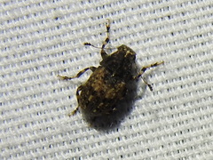 Euparius subtesselatus